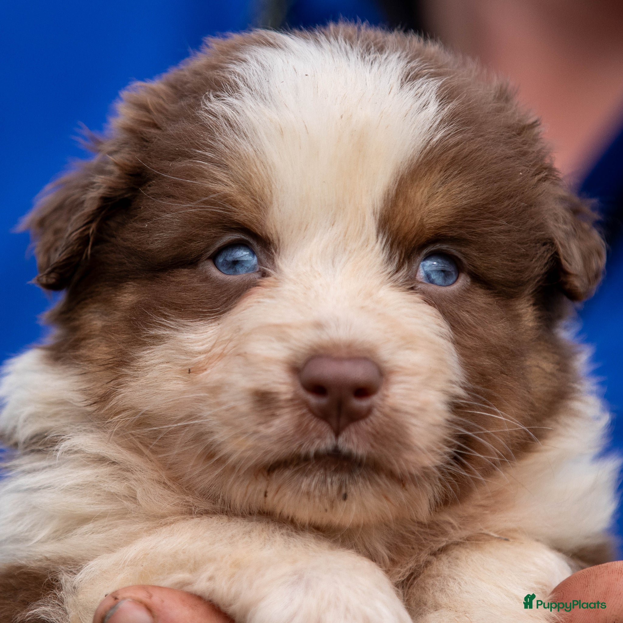 Australian Shepherd honden te koop: Australische Herder pups, goede socialisatie! - Advertentie 1