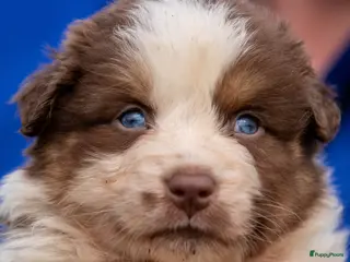 Australian Shepherd honden te koop: Australische Herder pups, goede socialisatie! - Advertentie 3