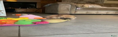 Pomeriaan Puppy 2