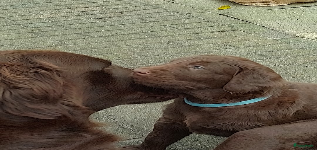 Galerij afbeelding {{count}}