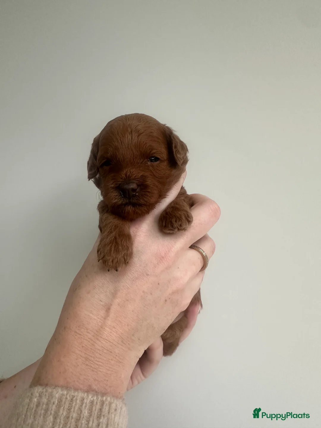 Dwergpoedel honden te koop: Prachtige rode dwergpoedel pups - Advertentie 3