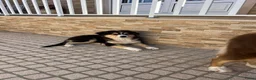 Australian Shepherd honden te koop: Australische Herder Teef met Stamboom in Sas van Gent - Advertentie 3