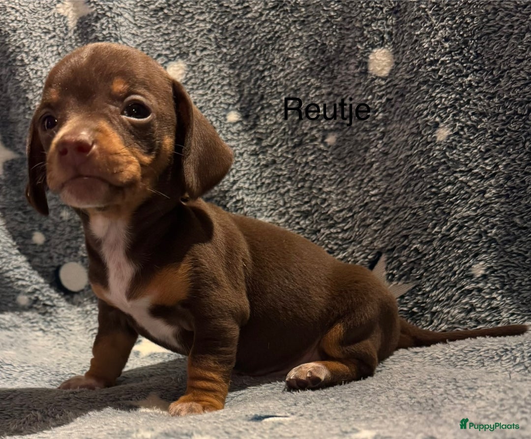 Teckel (korthaar)  honden te koop: Teckel pups choco tan / black and tan  - Advertentie 2