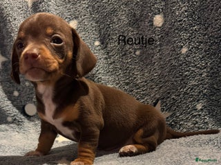 Teckel (korthaar) honden Teckel pups choco tan / black and tan - Advertentie 6
