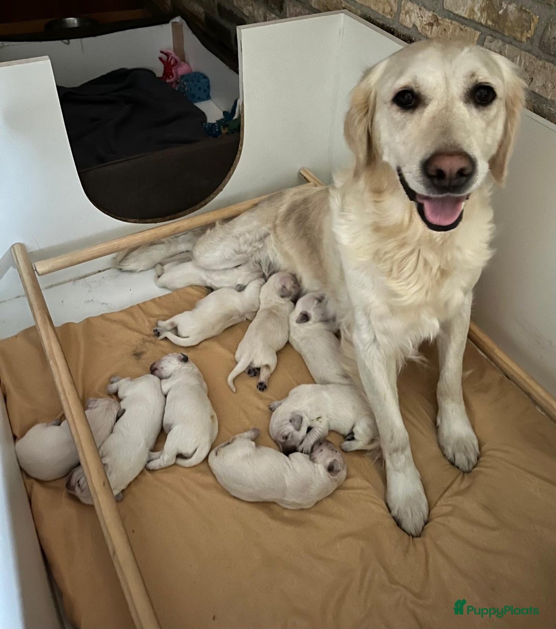 Golden Retriever honden te koop: Golden retriever puppy 10 weken oud  - Advertentie 4