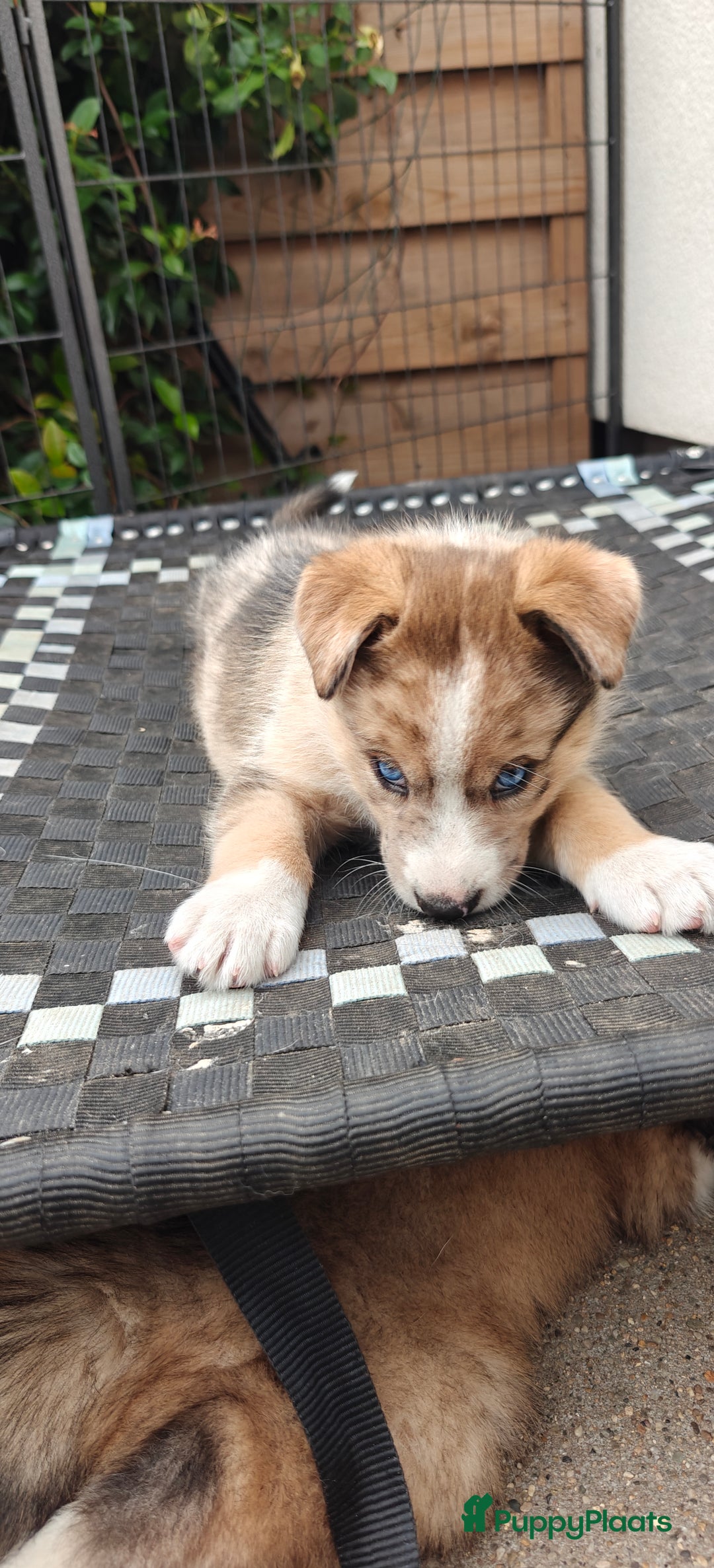 Kruising honden te koop: Borsky pup, Husky x Border Collie - Afbeelding 4