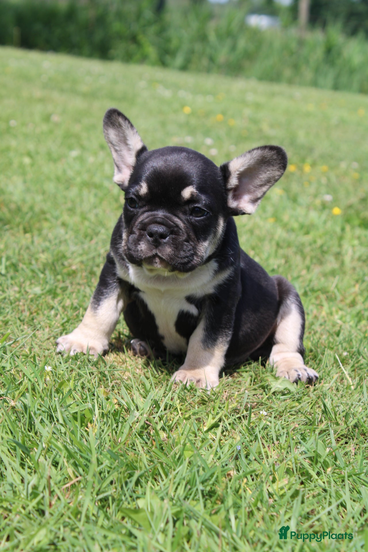 Franse Bulldog honden Franse Bulldog pups goed opgevoed België  - Advertentie 1