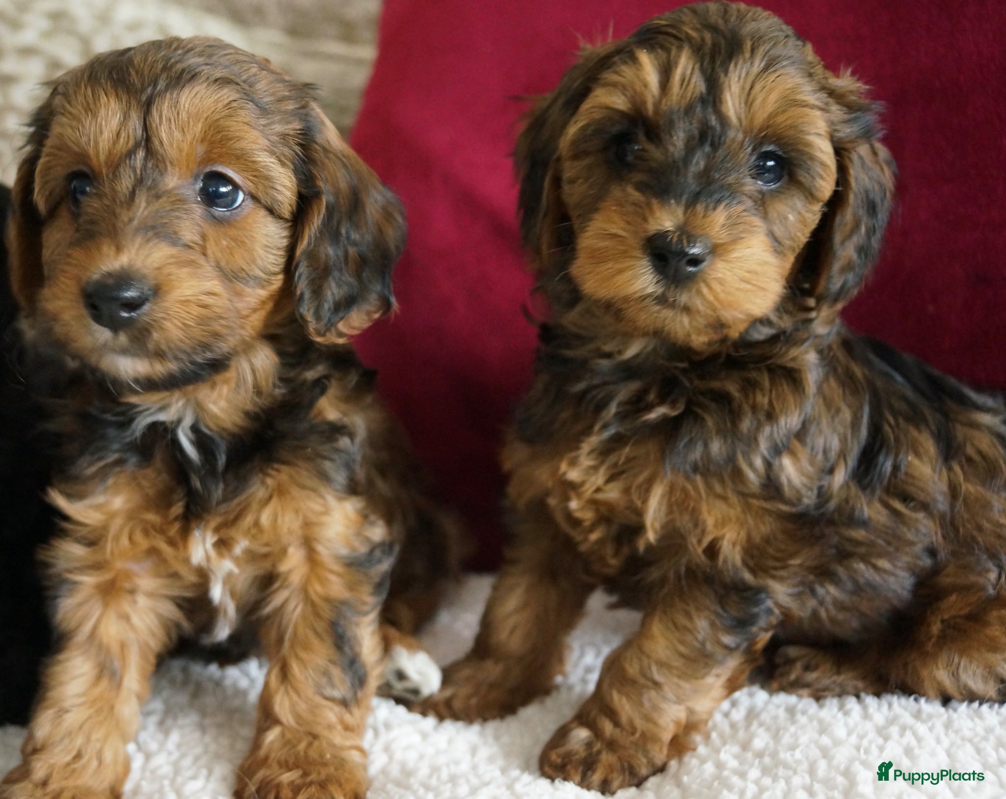 Kruising honden boomer drie kleur / papa poedel rood met stamboom. - Advertentie 2