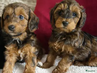 Kruising honden boomer drie kleur / papa poedel rood met stamboom. - Advertentie 2