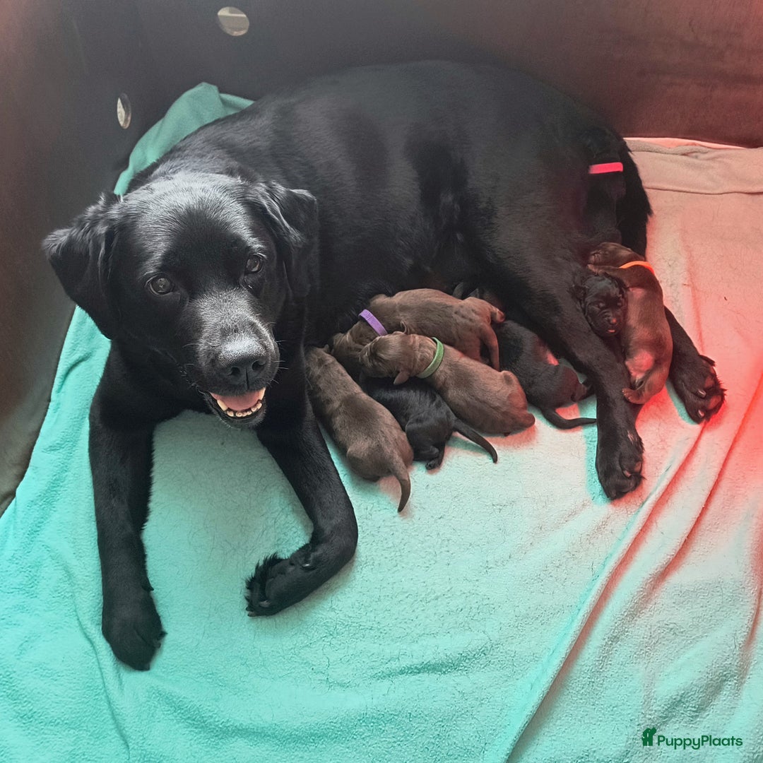 Labrador Retriever honden te koop: Labrador pups uit verantwoorde combinatie - Afbeelding 3