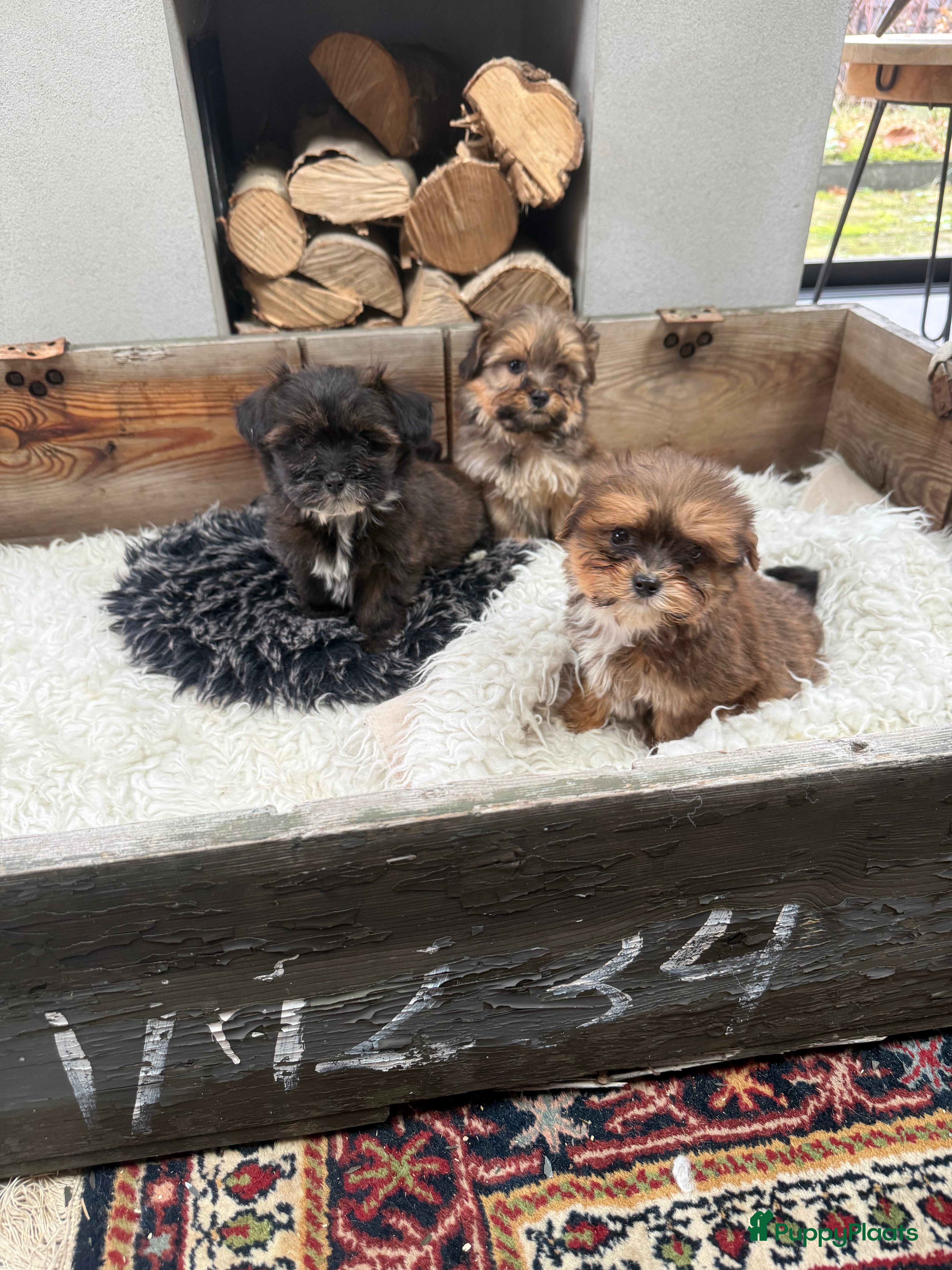 Boomer honden Boompoo - Advertentie 2