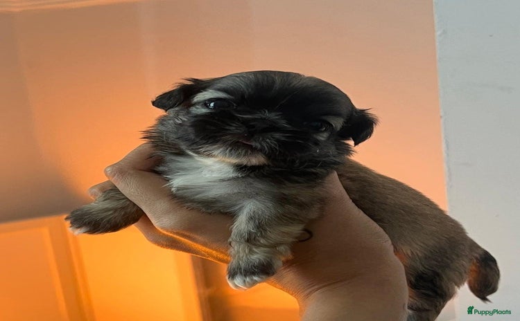 Shih Tzu honden - Advertentie 2