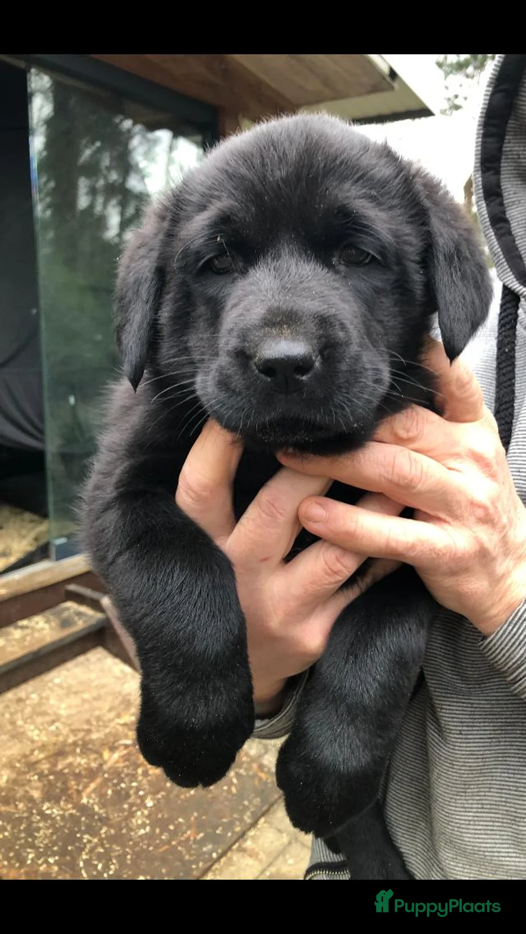 Kruising honden te koop: Puppies van Kaukasische en anatolische Herder  in Reusel - Advertentie 13