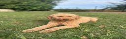 Australian Labradoodle honden te koop: Australian labradoodle puppy’s  - Advertentie 11