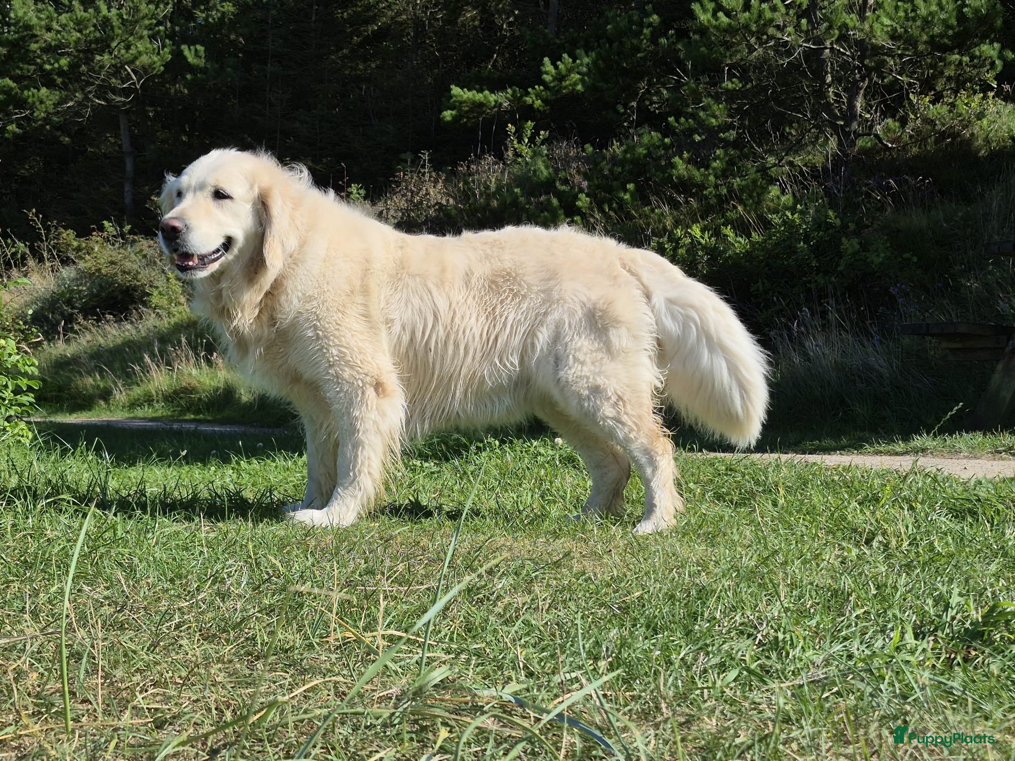 Golden Retriever honden Golden retriever pups (teefje) - Advertentie 2