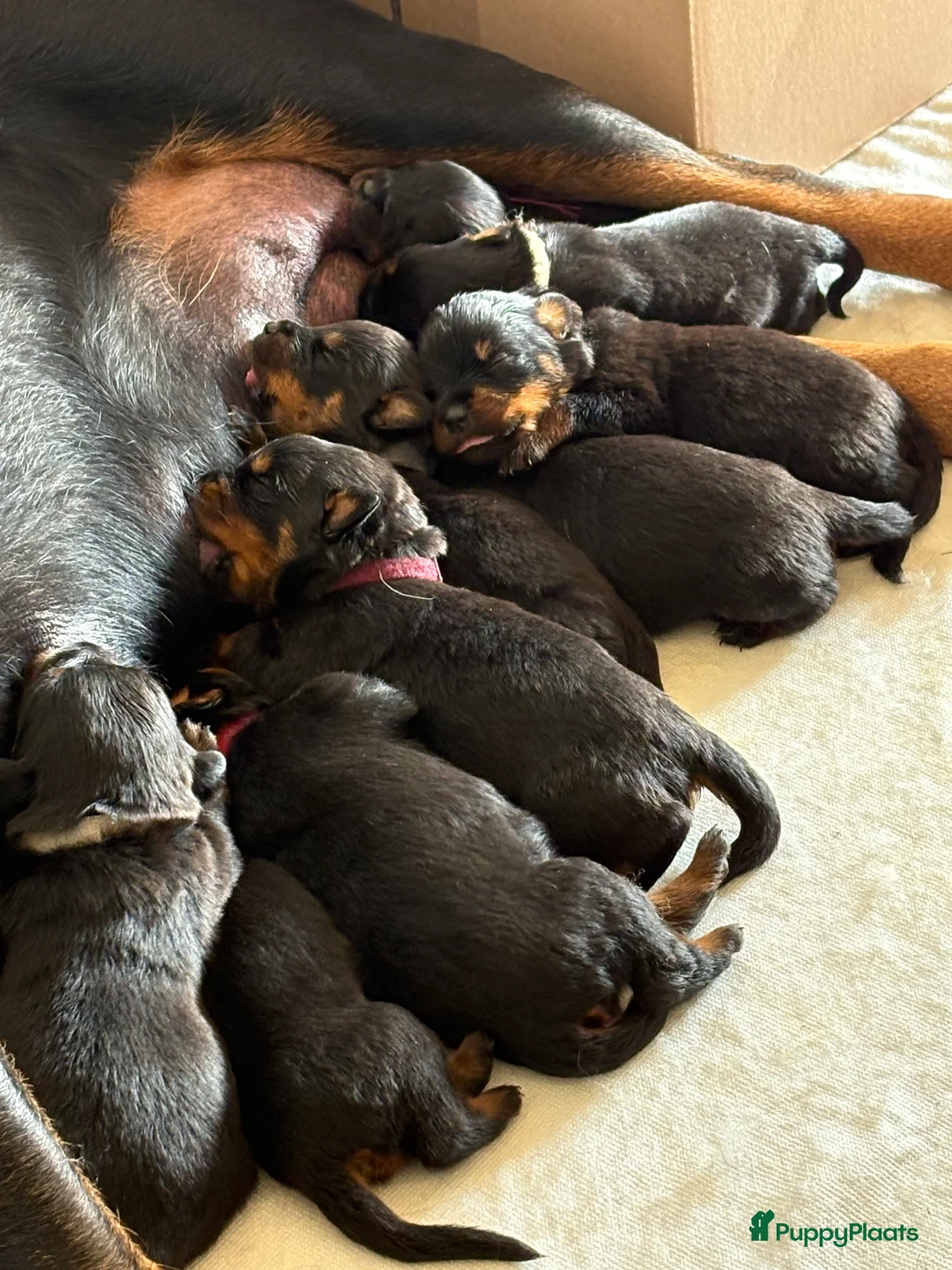 Rottweiler honden te koop: 9 Rottweiler pups met stamboom in Oldekerk - Advertentie 6
