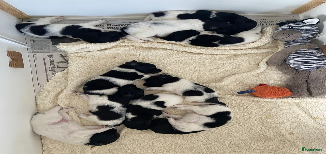 Galerij afbeelding {{count}}