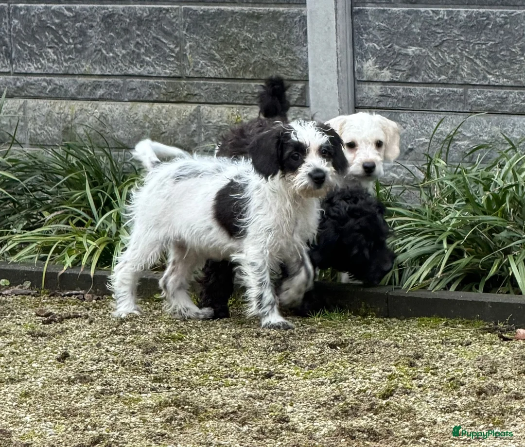 Maltipoo honden te koop: Nog 2 maltipoo reutjes beschikbaar  - Advertentie 3