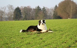 Australian Shepherd honden ter dekking: Raszuivere Australian Shepherd Black Tri Dekreu  in Ootmarsum - Afbeelding 7