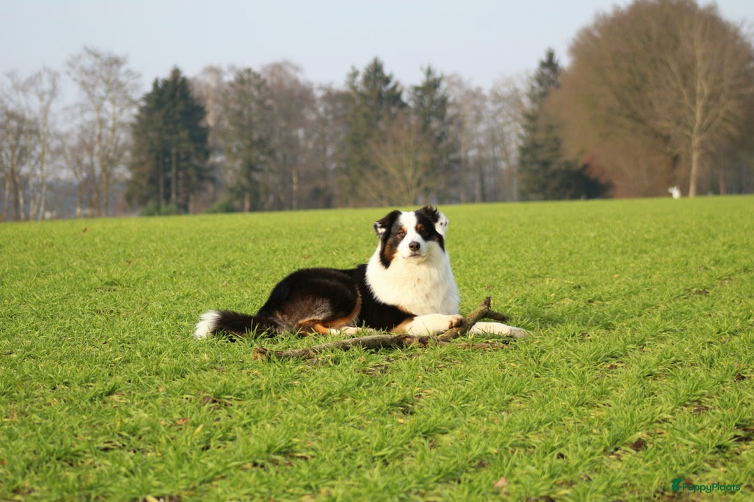 Australian Shepherd honden ter dekking: Raszuivere Australian Shepherd Black Tri Dekreu  in Ootmarsum - Afbeelding 7