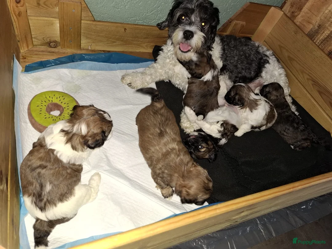 Boomer honden te koop: boomer reutje zoekt forever home - Advertentie 6