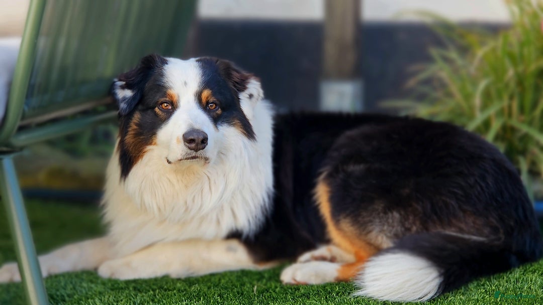 Australian Shepherd honden ter dekking: Raszuivere Australian Shepherd Black Tri Dekreu  in Ootmarsum - Afbeelding 1