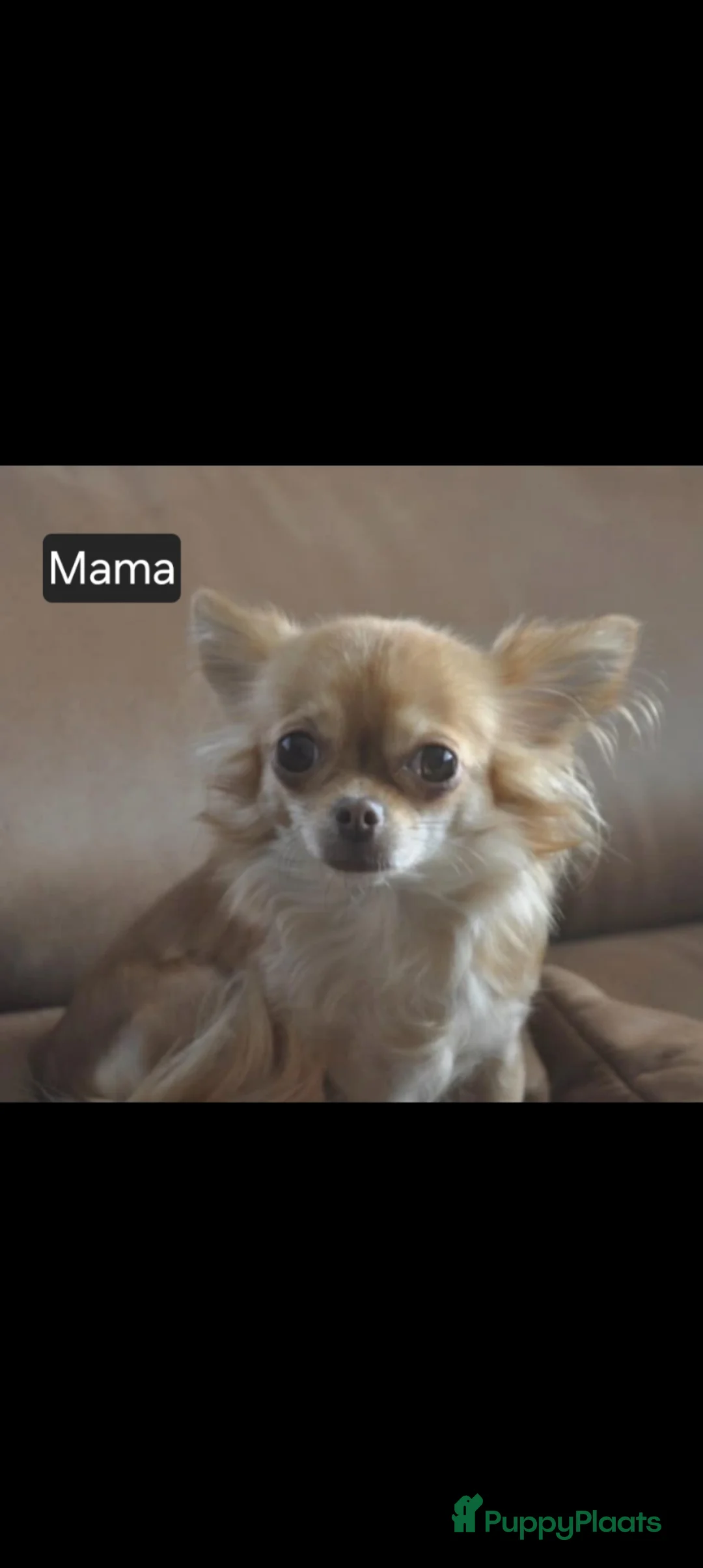 Chihuahua honden te koop: Mini chihuahua pups  - Advertentie 2