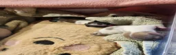 Chihuahua honden te koop: Mini chihuahua's  - Advertentie 4