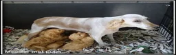 Labradoodle honden te koop: Labradoodle medium pups - Advertentie 19