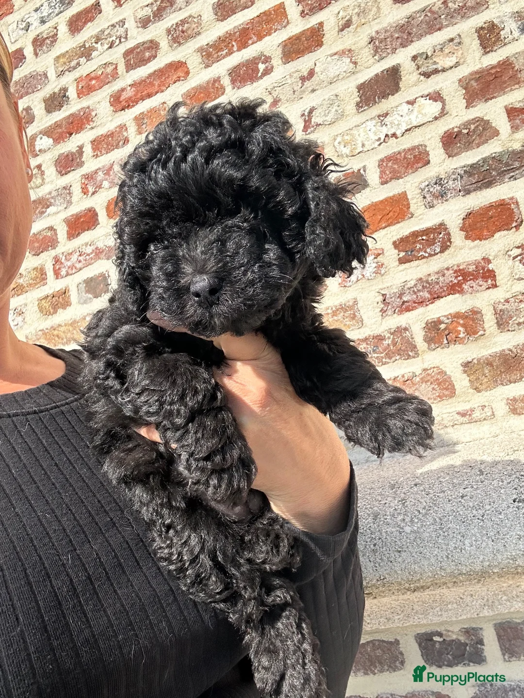Poedel Toy honden te koop: Toy poedel teefjes - Advertentie 2