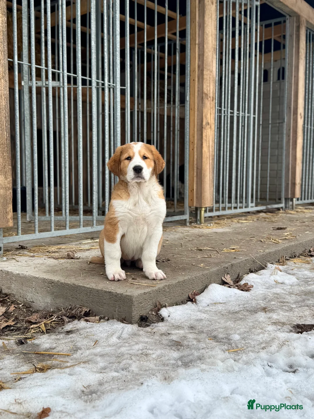 Alabai honden te koop: Prachtige Alabai - Central Asian Ovcharka teef  - Advertentie 13