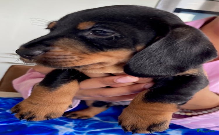 Ruwhaar Teckel honden - Advertentie 2