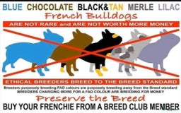 Franse Bulldog honden te koop: Franse bulldog raszuiver FCI (uitgebreid getest)  - Advertentie 8