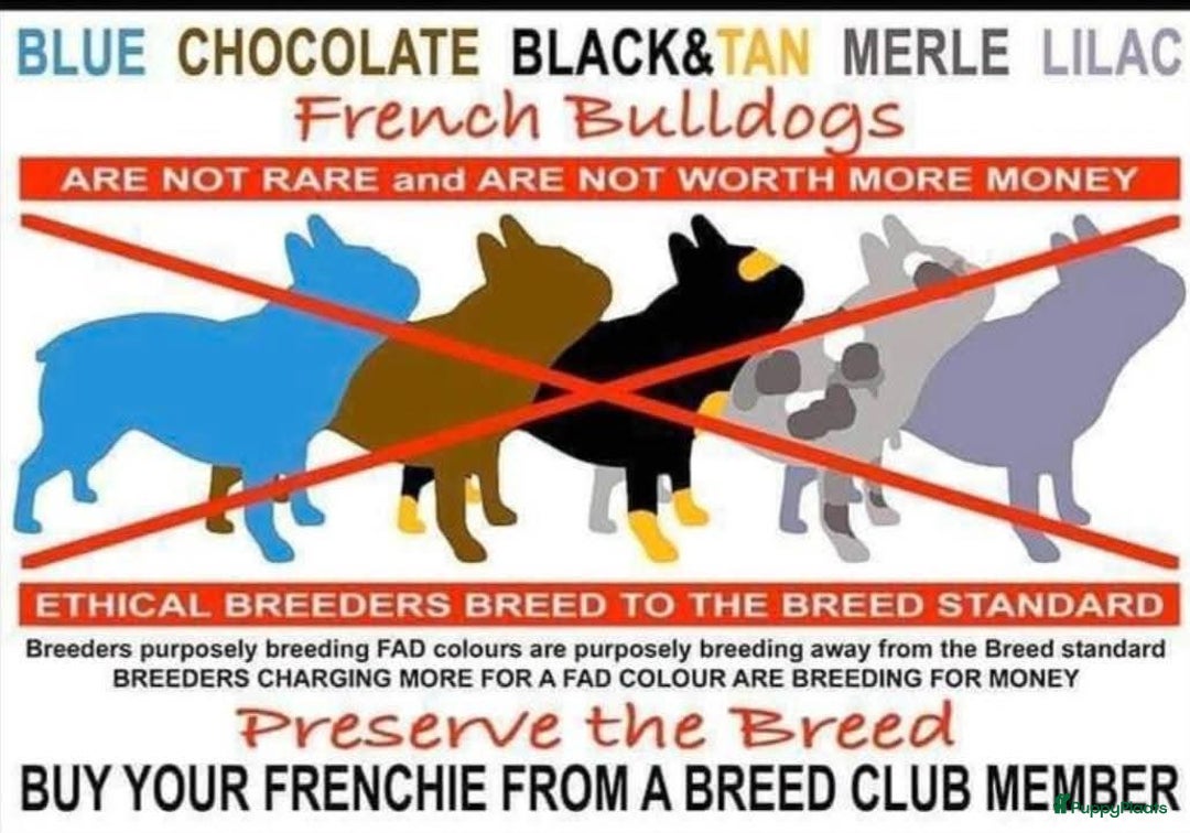 Franse Bulldog honden te koop: Franse bulldog raszuiver FCI (uitgebreid getest)  - Advertentie 8