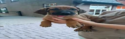 Rhodesian Ridgeback honden te koop: Rhodesian Ridgeback pups (nog 4 teefjes) - Advertentie 4