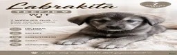 Kruising honden te koop: Labrakita pups - Advertentie 24