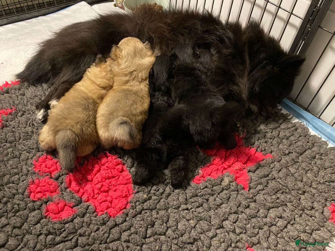 Pomeriaan honden te koop: Pomeriaan pups - Advertentie 10