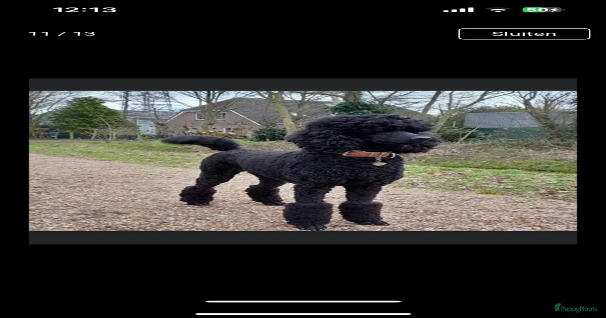 Zwart Pups te koop | Puppyplaats