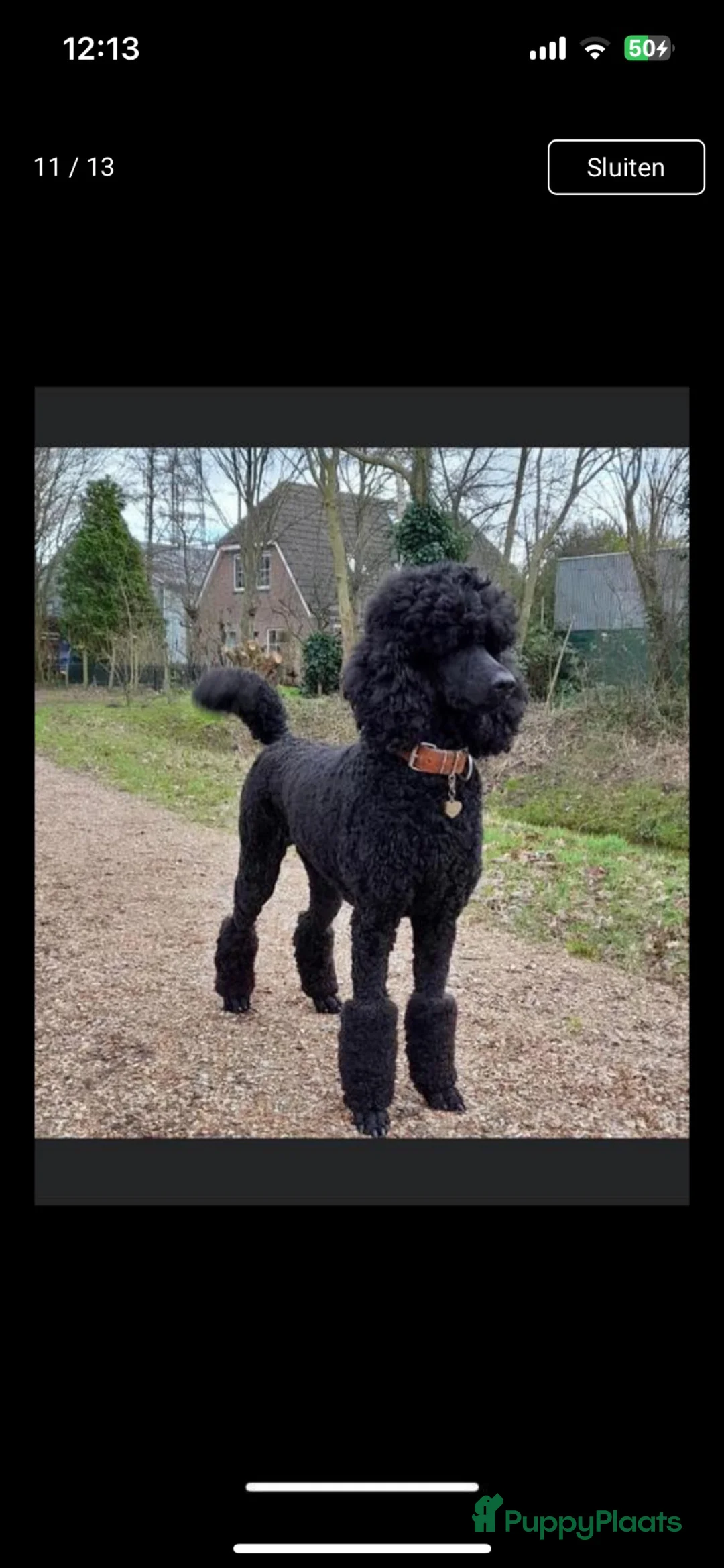 Poedel honden te koop: Grote poedel koningspoedel pup pups - Advertentie 1