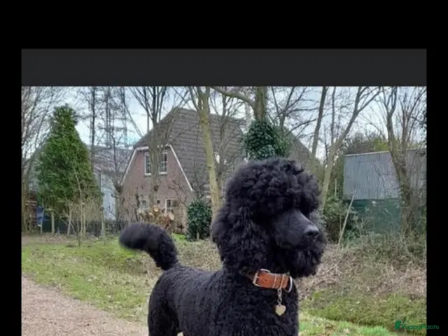 Poedel honden te koop: Grote poedel koningspoedel pup pups - Advertentie 1
