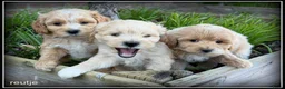 Maltipoo honden te koop: Maltipoo F1b pups - Advertentie 3