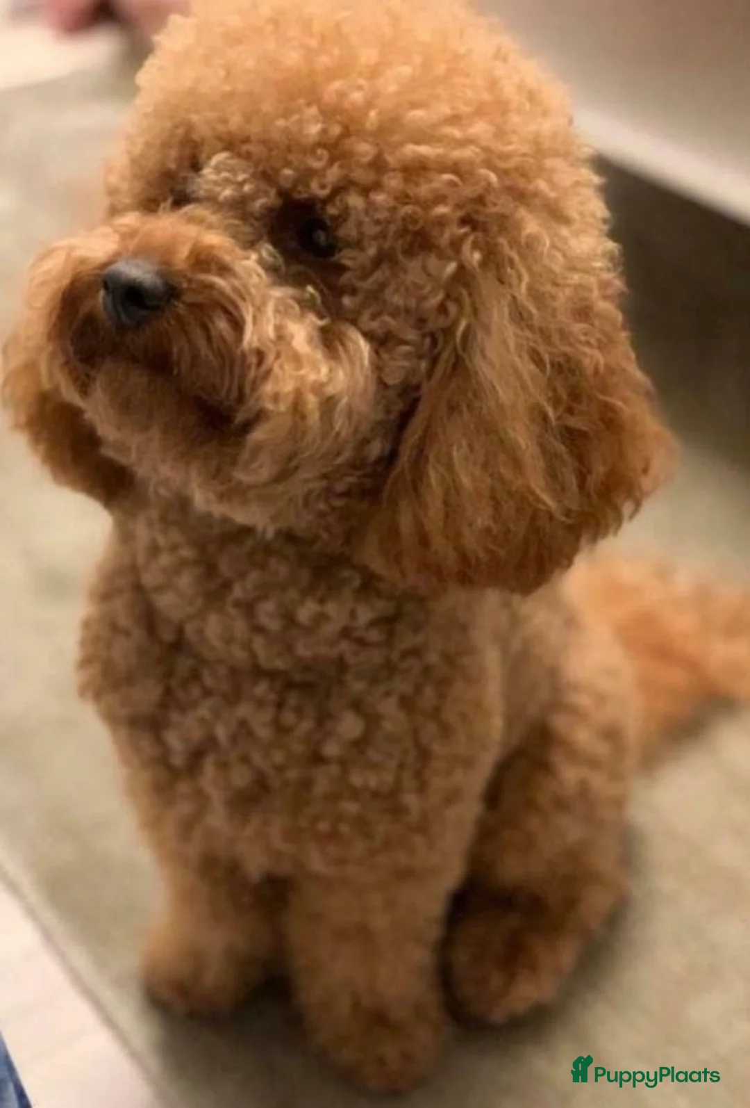 Shihpoo honden te koop: Klein blijvende boompoo in Oss - Advertentie 7