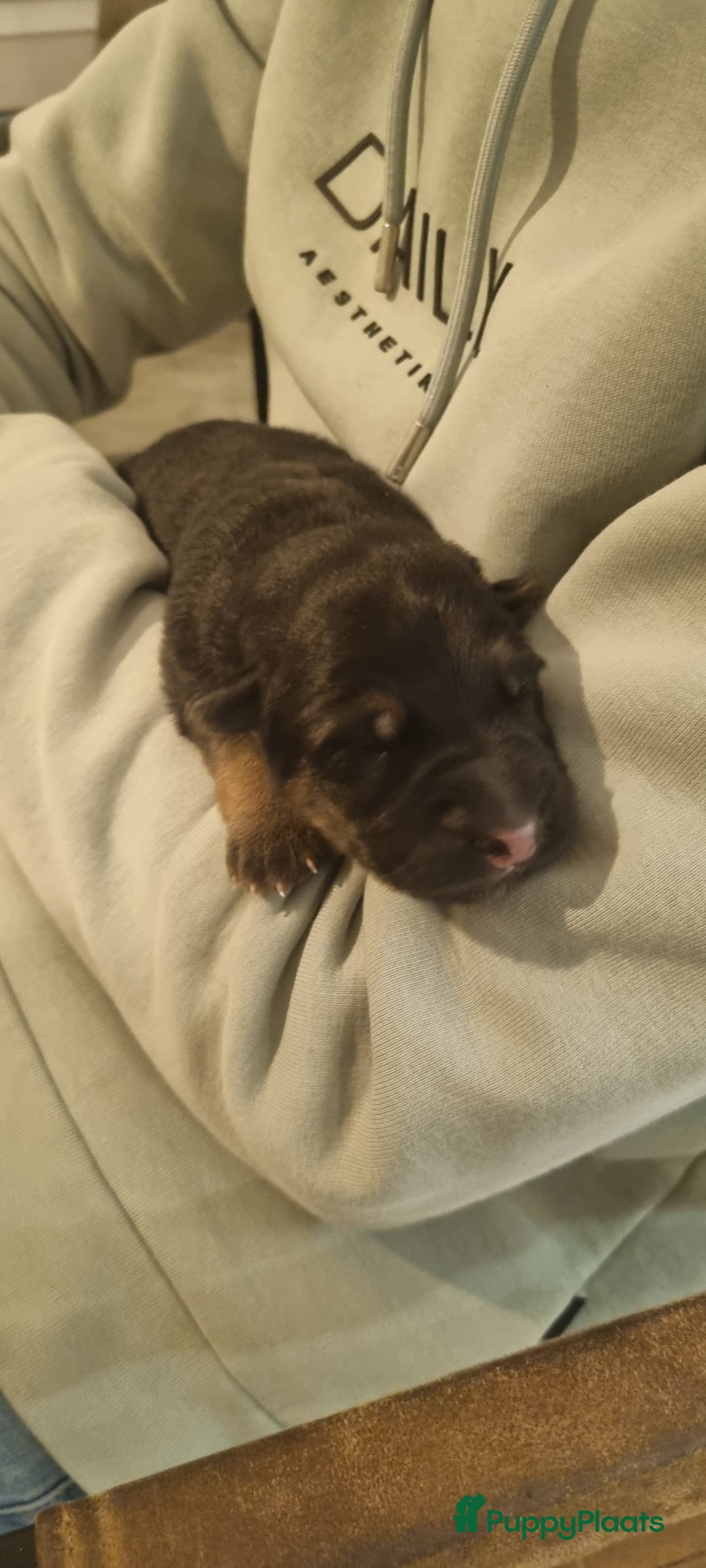 Duitse Herder honden te koop: Prachtige reu te koop - Advertentie 8