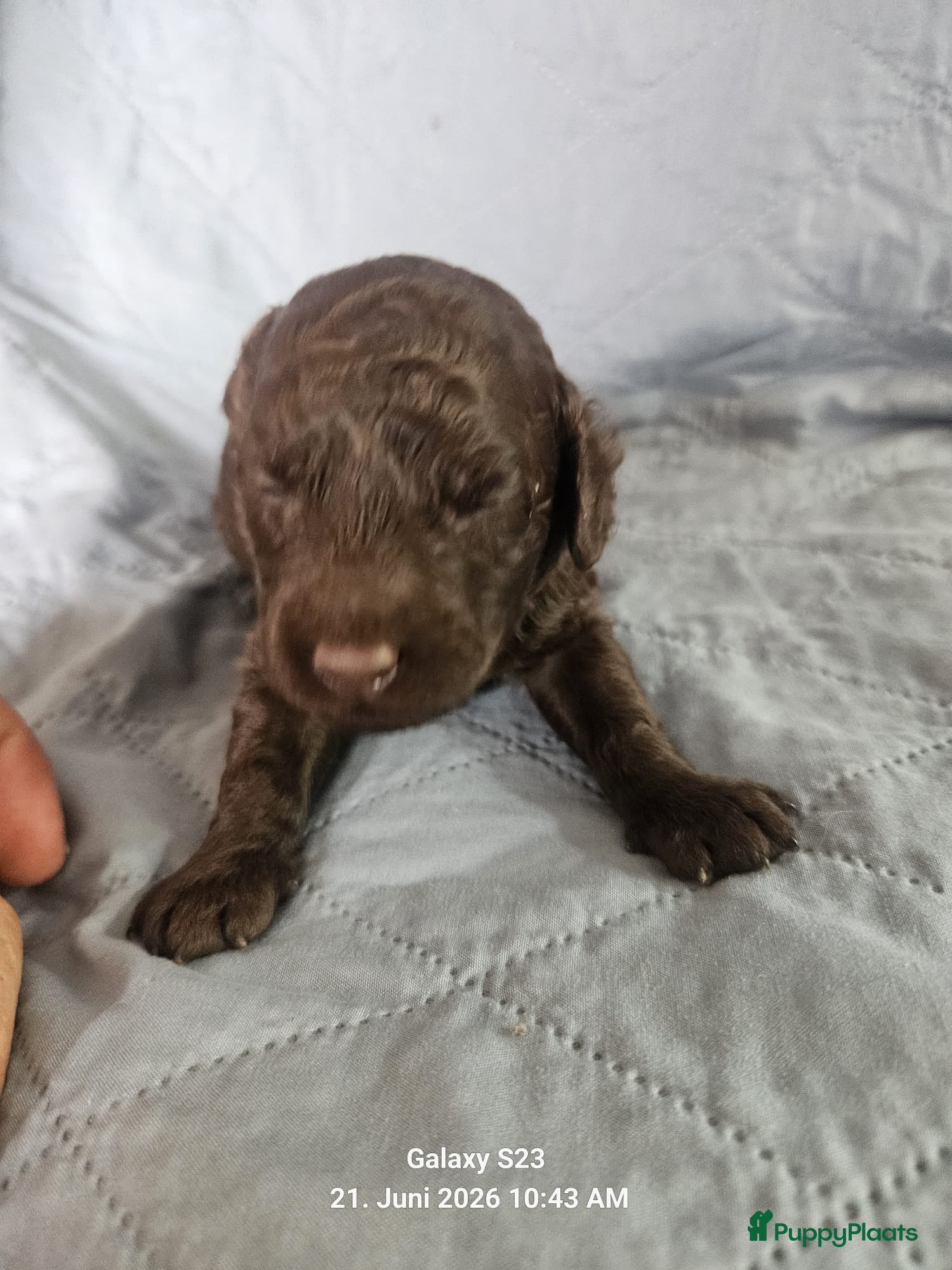 Labradoodle honden Echte hele kleine minni labradoodle  - Advertentie 2