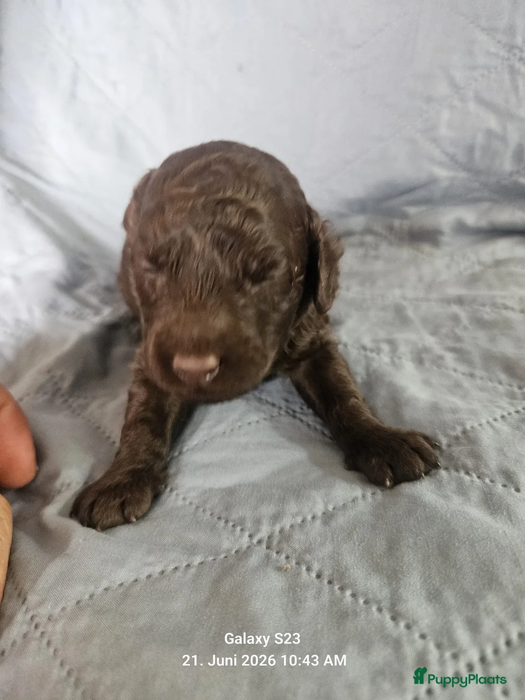 Labradoodle honden te koop: Echte hele kleine minni labradoodle  - Advertentie 2