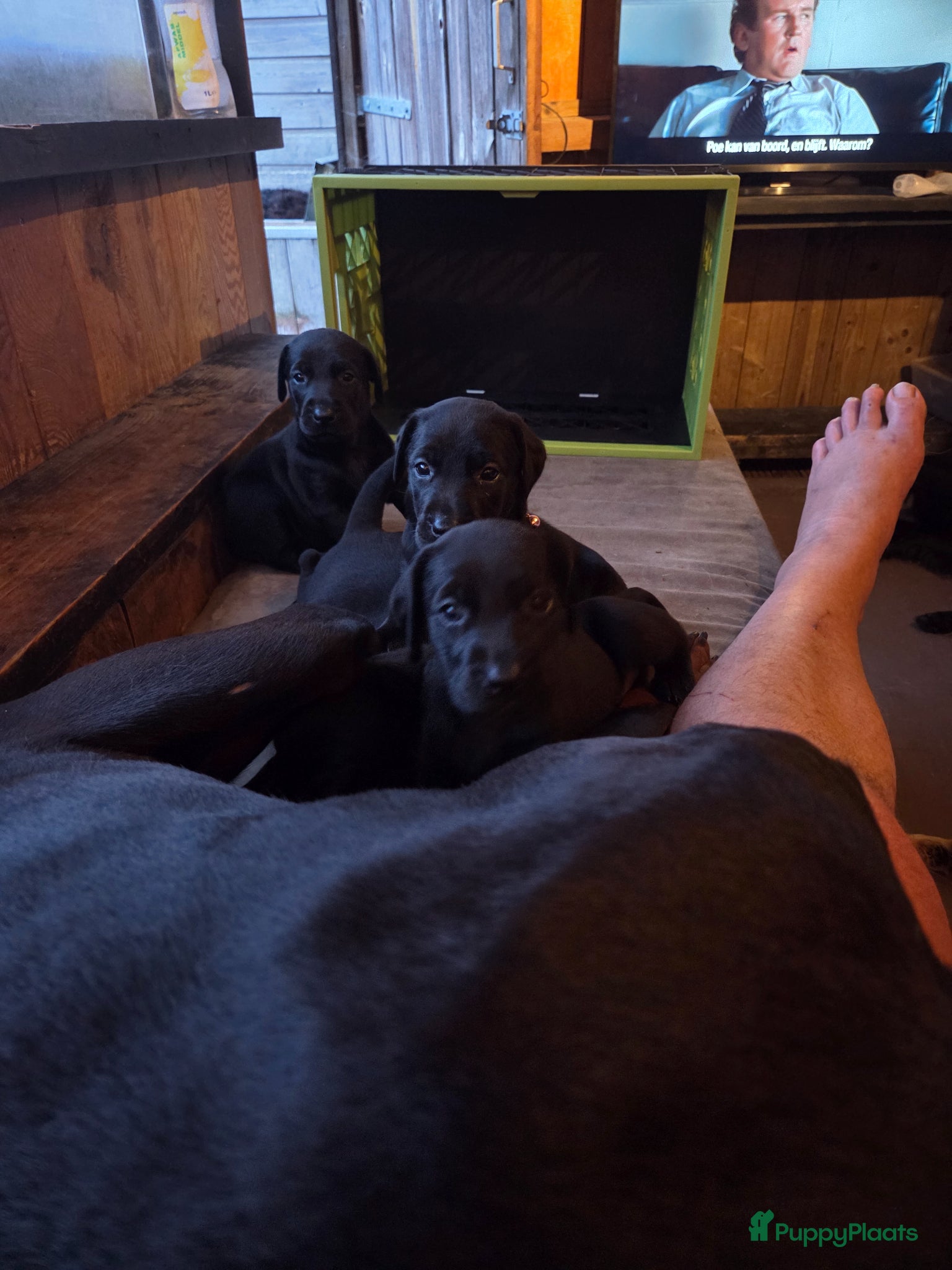 Kruising honden Te koop Doberman × pups - Advertentie 2