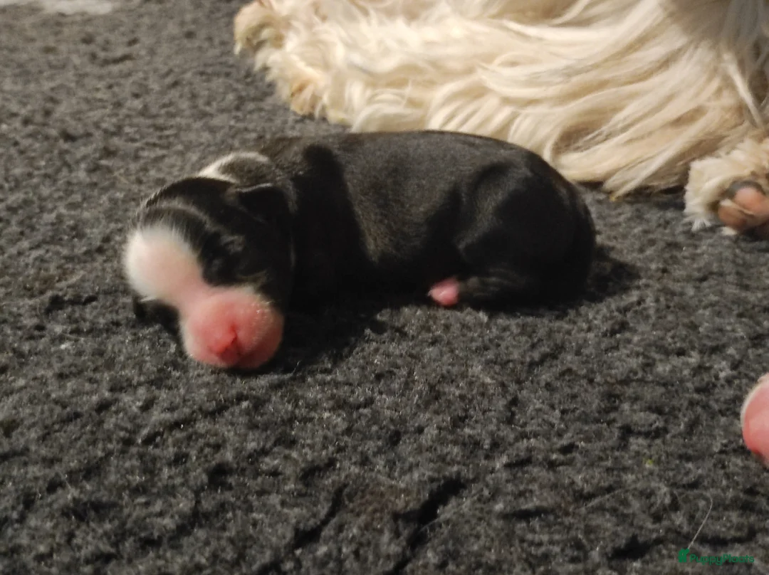 Tibetaanse Terriër honden te koop: Tibetaanse Terriër pups geboren! - Advertentie 6