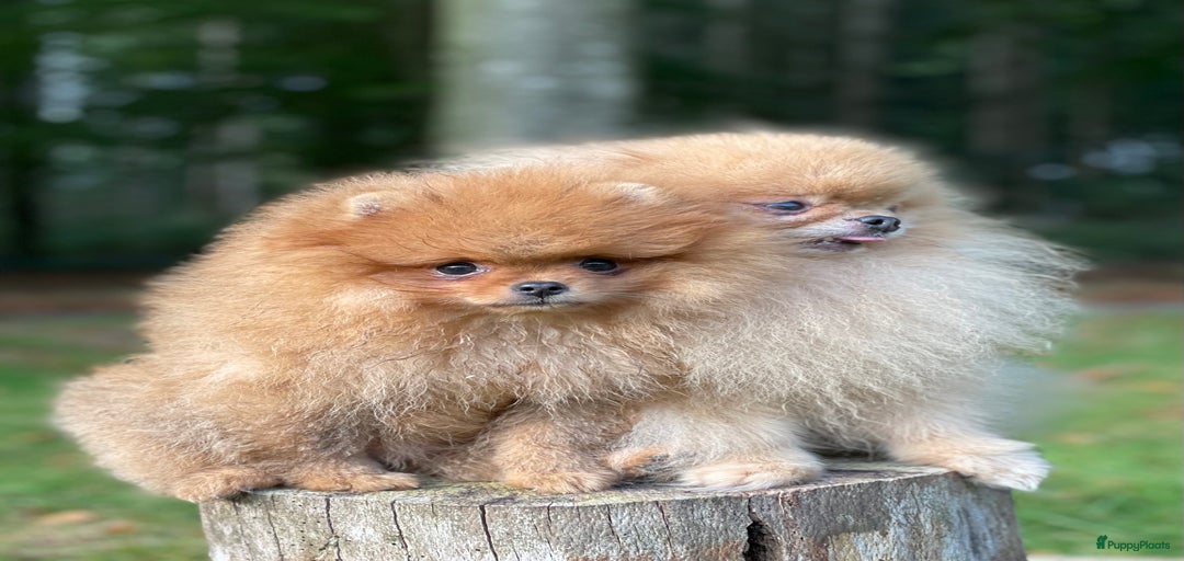 Galerij afbeelding {{count}}