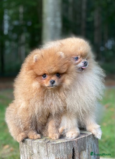 Galerij afbeelding {{count}}