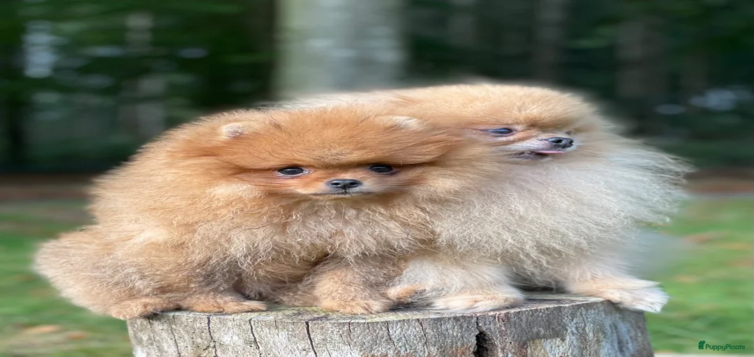 Galerij afbeelding {{count}}